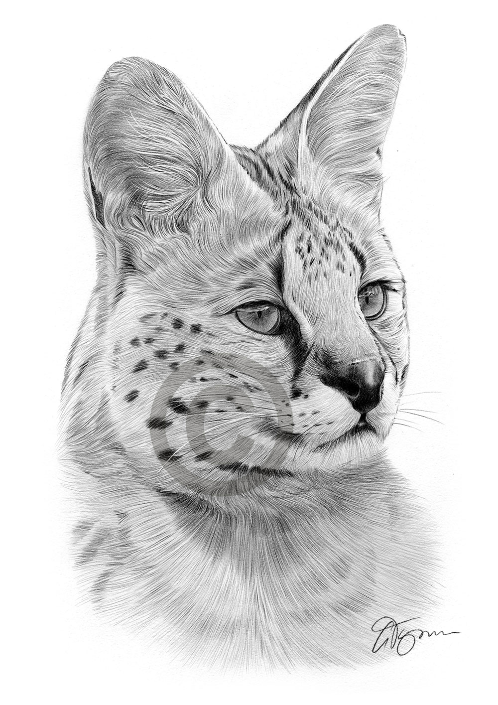 Pencil drawing of a serval Pencil drawing of a serval by artist Gary Tymon