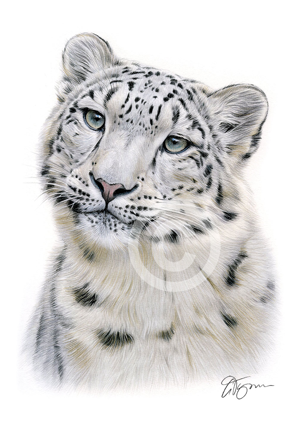 Pencil drawing of a snow leopard Pencil drawing of a snow leopard by artist Gary Tymon