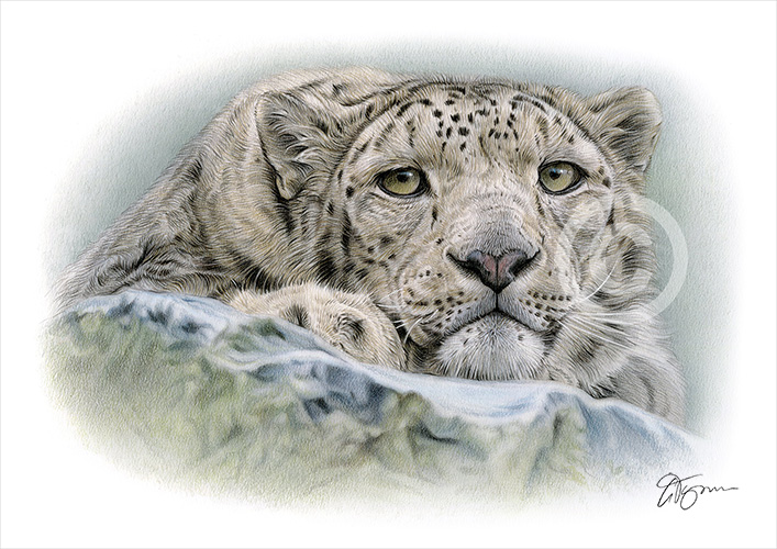 Pencil drawing of a Snow Leopard resting
