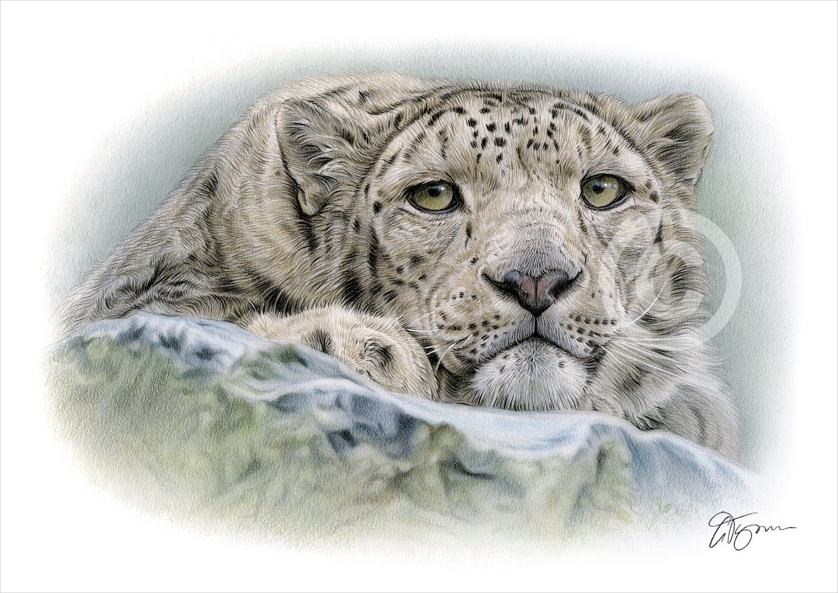Pencil drawing of a snow leopard in colour Pencil drawing of a snow leopard in colour by artist Gary Tymon