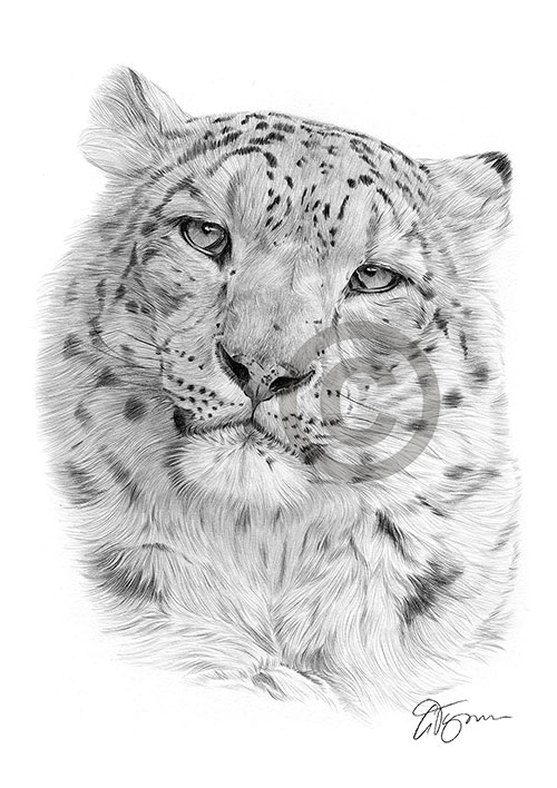 Pencil drawing of a Snow Leopard