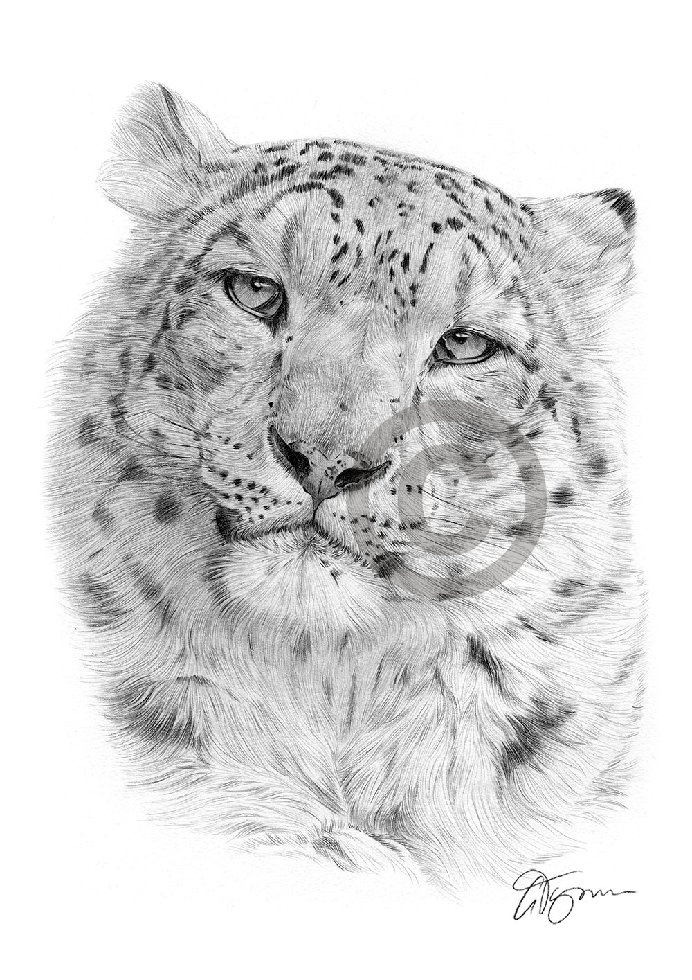 Pencil drawing of a snow leopard in portrait Pencil drawing of a snow leopard in portrait by artist Gary Tymon