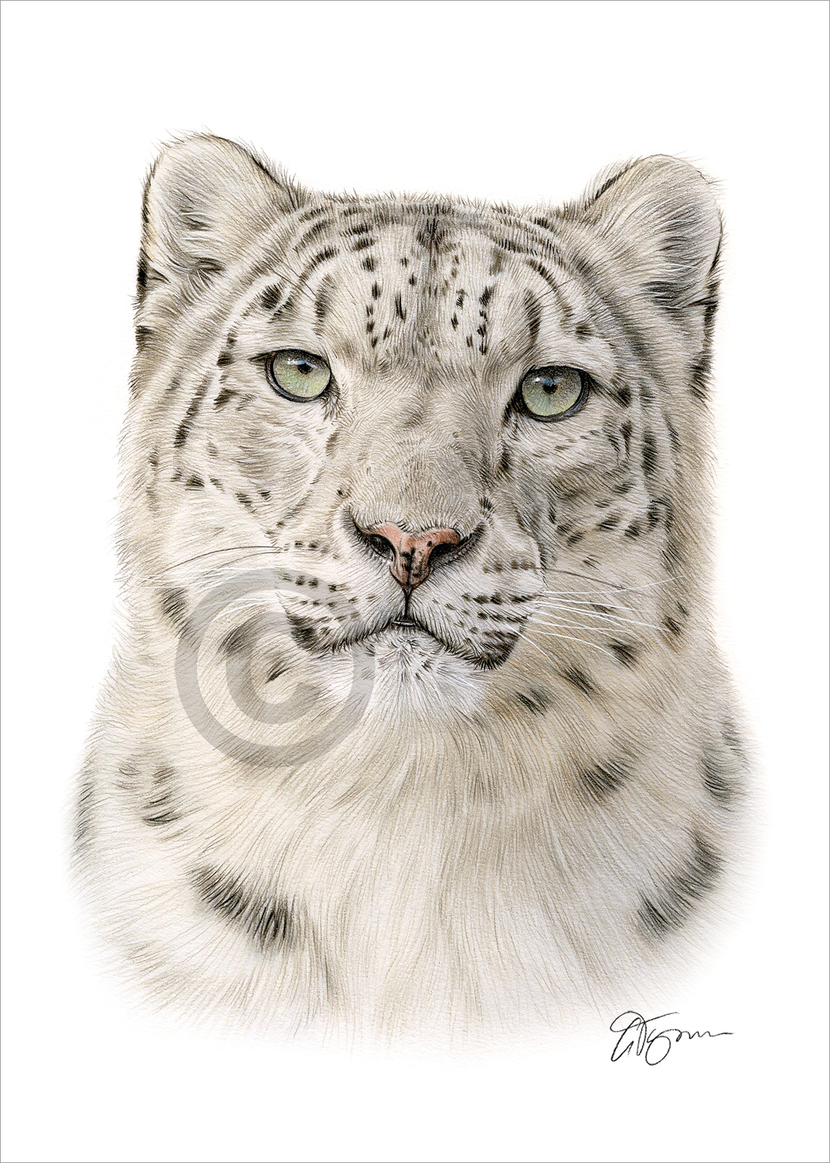 Pencil drawing of an adult snow leopard by artist Gary Tymon