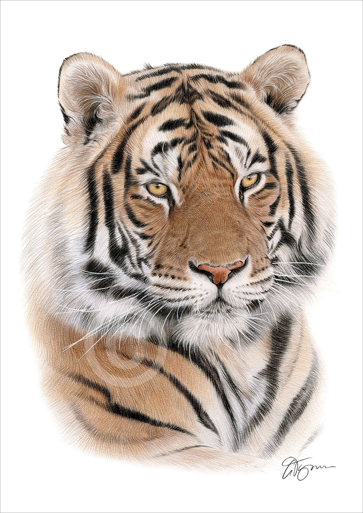 Pencil drawing of an adult Bengal tiger in colour Pencil drawing of an adult Bengal tiger in colour by artist Gary Tymon