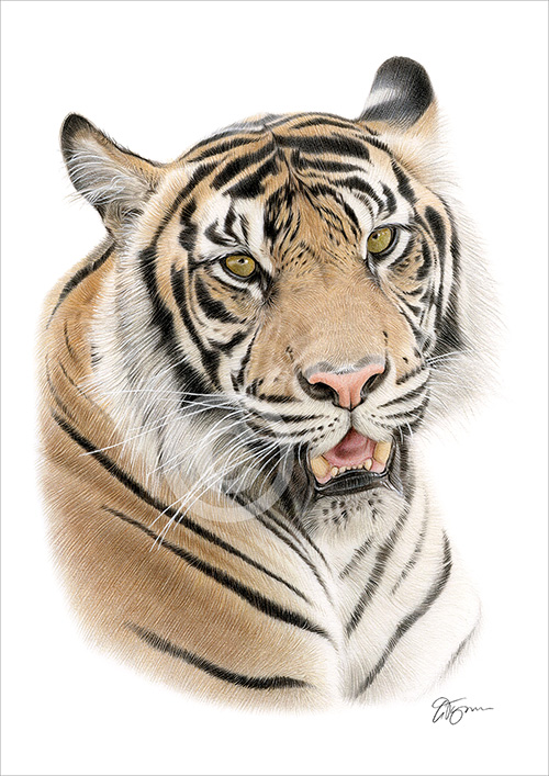Colour pencil drawing of a Bengal tiger in portrait