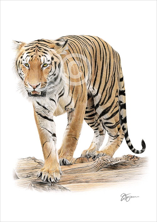 Pencil drawing of a Bengal tiger walking in colour