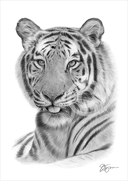 Pencil drawing of a Bengal tiger in portrait