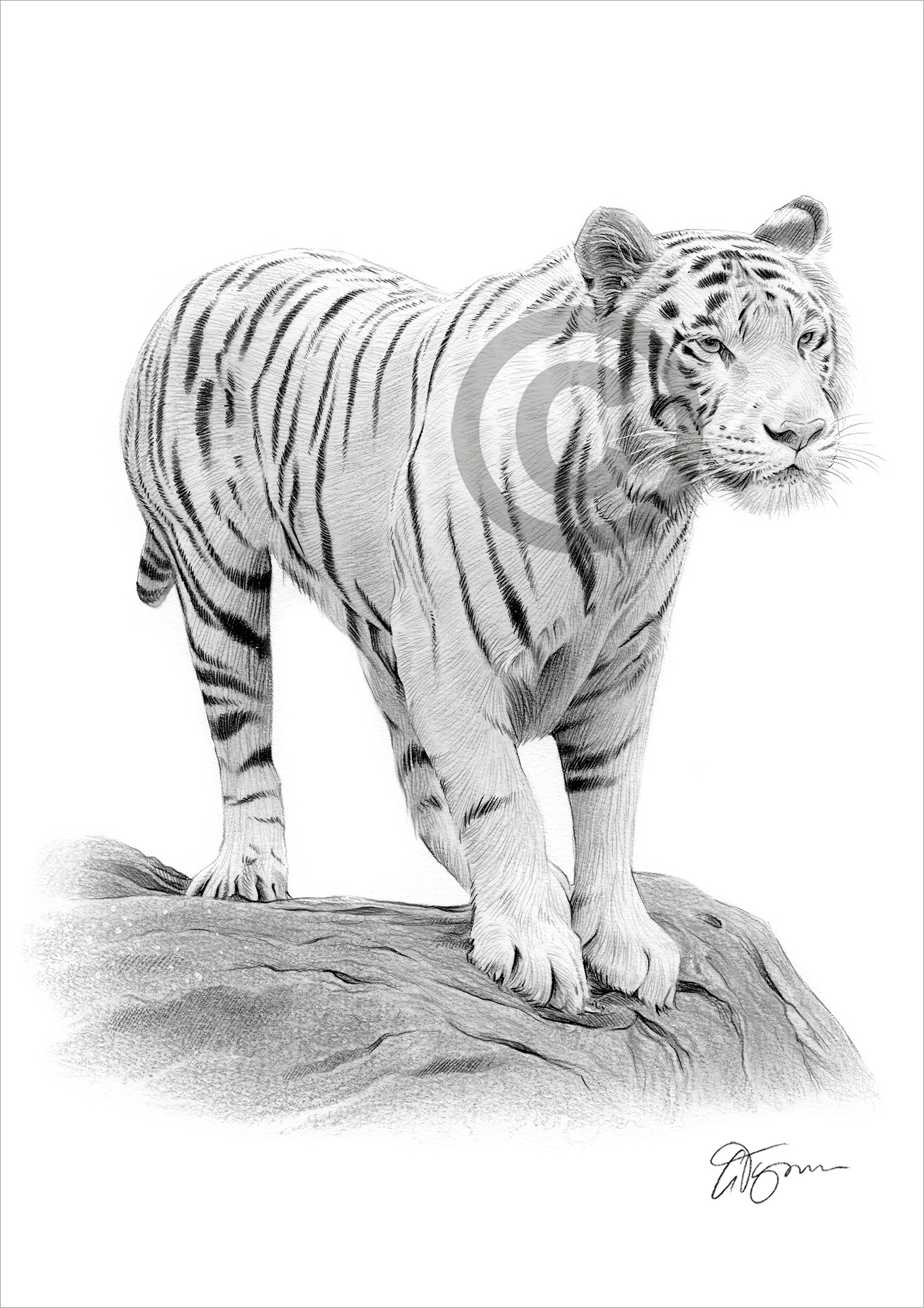 Pencil drawing of a white Bengal tiger Pencil drawing of a white Bengal tiger by artist Gary Tymon