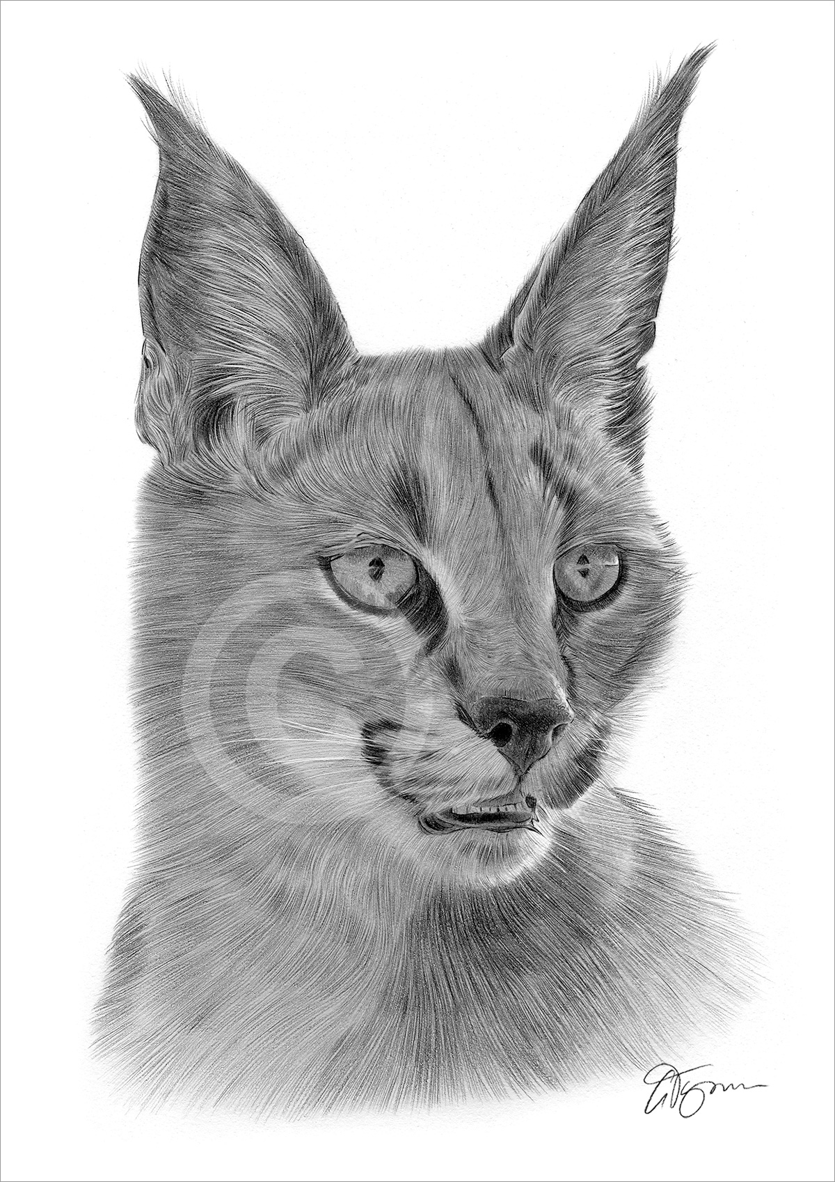 Pencil drawing of a caracal by artist Gary Tymon
