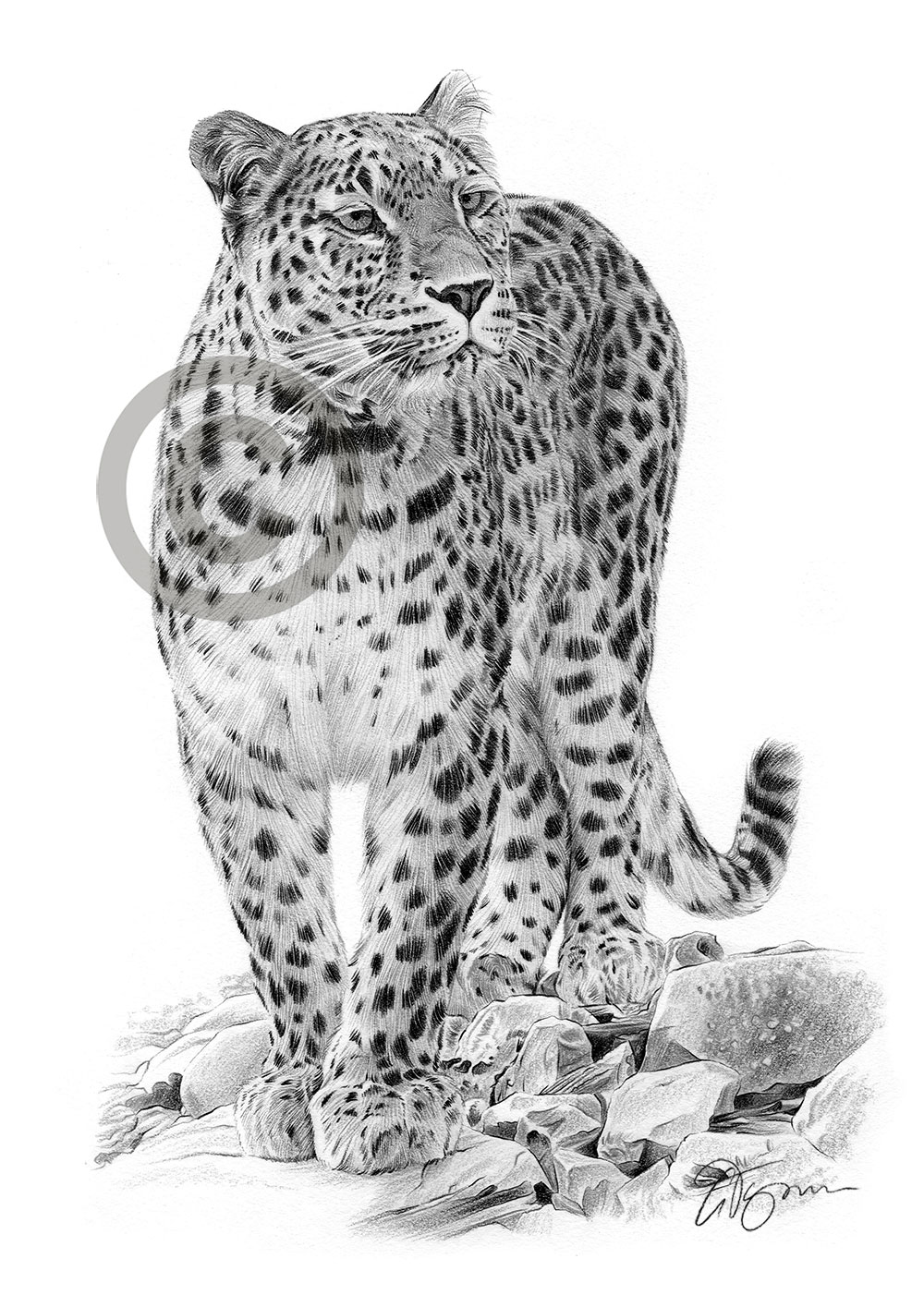 Pencil drawing of a persian leopard by artist Gary Tymon