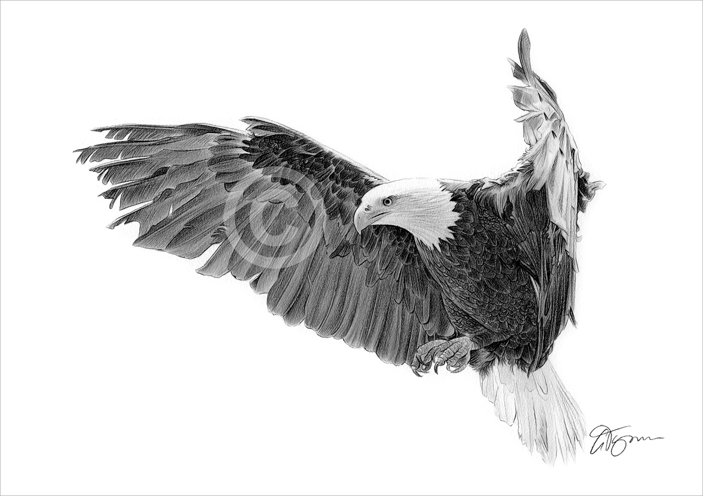 Pencil drawing of a bald eagle in flight Pencil drawing of a bald eagle in flight by artist Gary Tymon