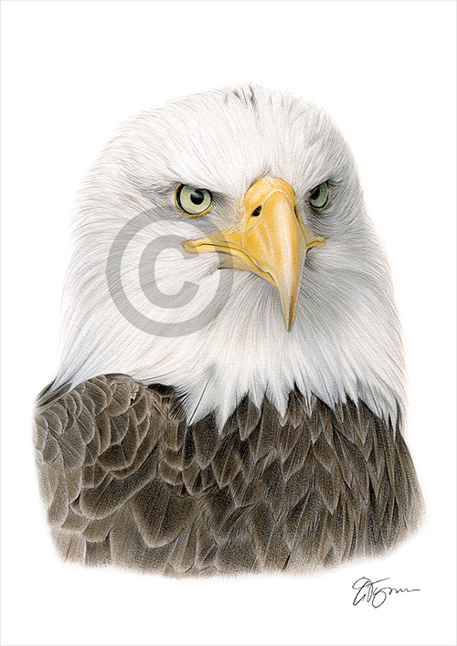 Pencil drawing of a bald eagle in colour