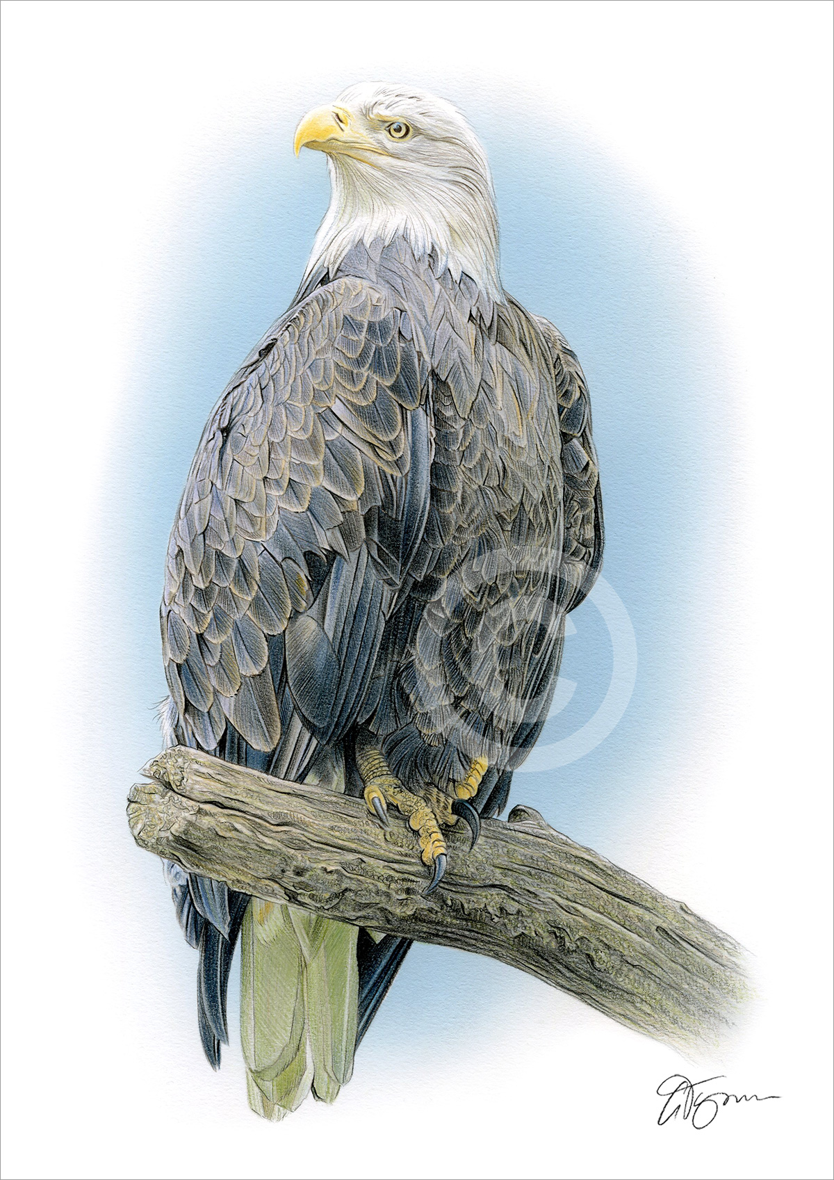 Pencil drawing of a bald eagle on a branch Pencil drawing of a bald eagle on a branch by artist Gary Tymon