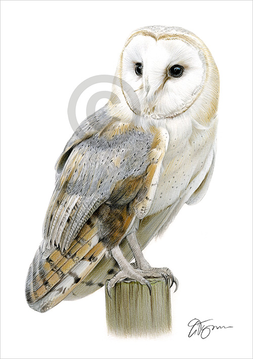 Pencil drawing of a barn owl in colour