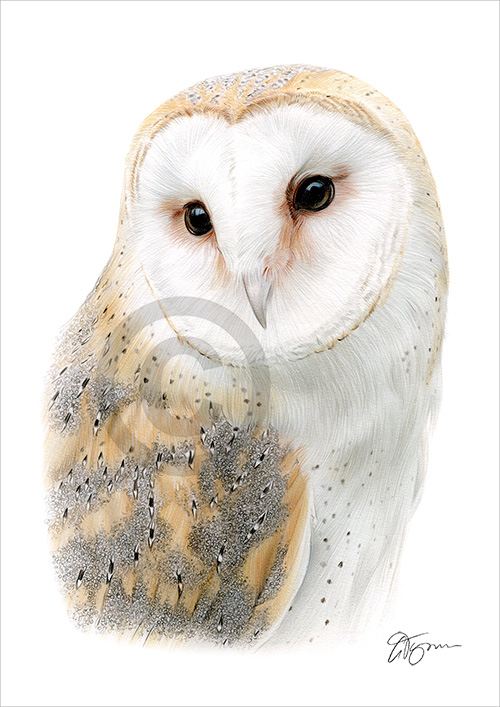 Pencil drawing of a barn owl portrait in colour