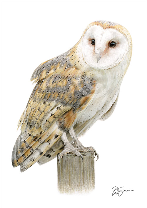 Colour pencil drawing of a barn owl on a post