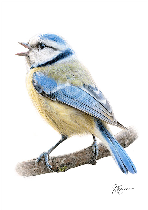 Colour pencil drawing of a blue tit