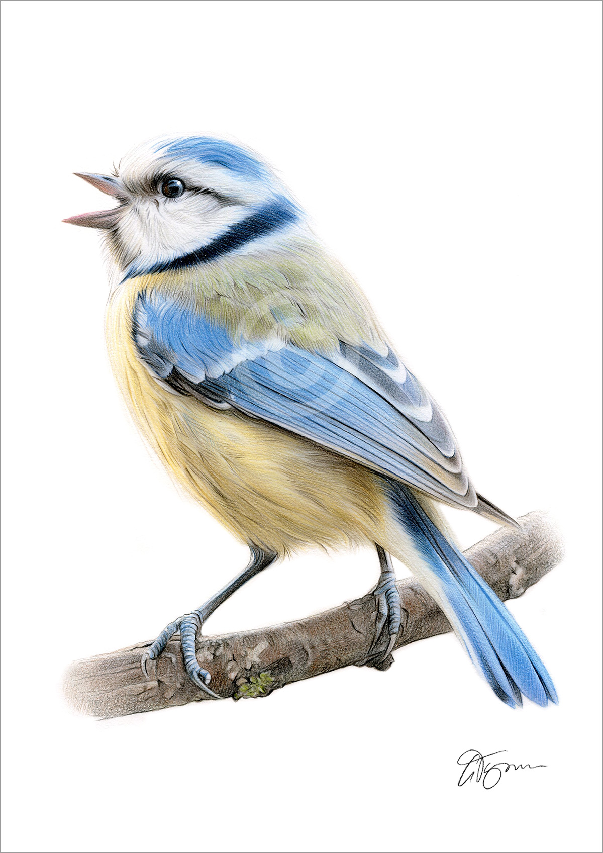 Colour pencil drawing of a blue tit Colour pencil drawing of a blue tit by artist Gary Tymon