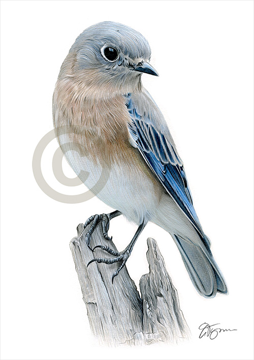 Pencil drawing of a bluebird