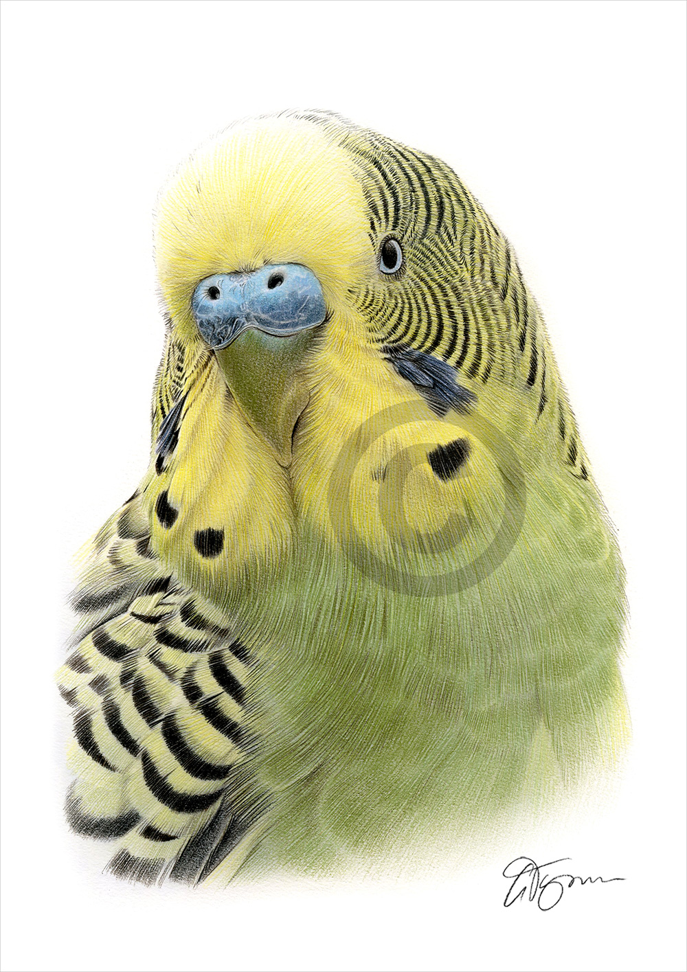 Pencil drawing of a budgie Pencil drawing of a budgie by artist Gary Tymon