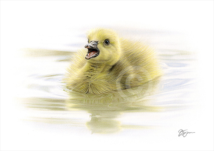 Pencil drawing of a duckling