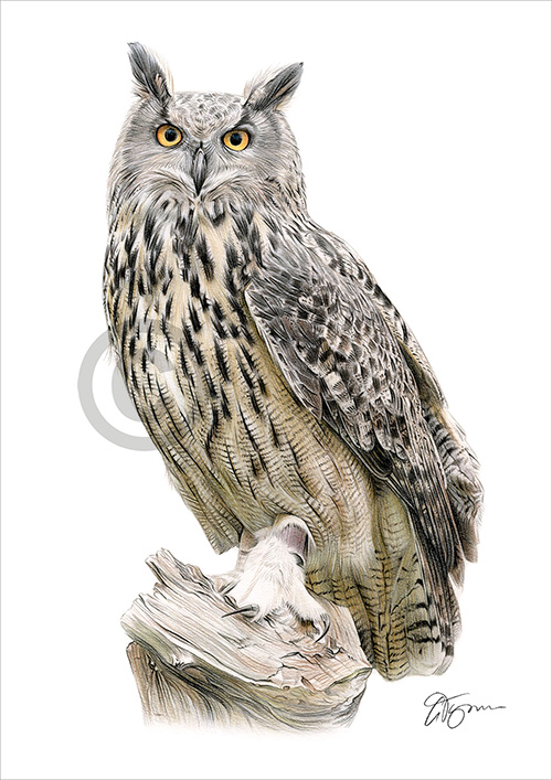 Pencil drawing of a Eurasian eagle owl