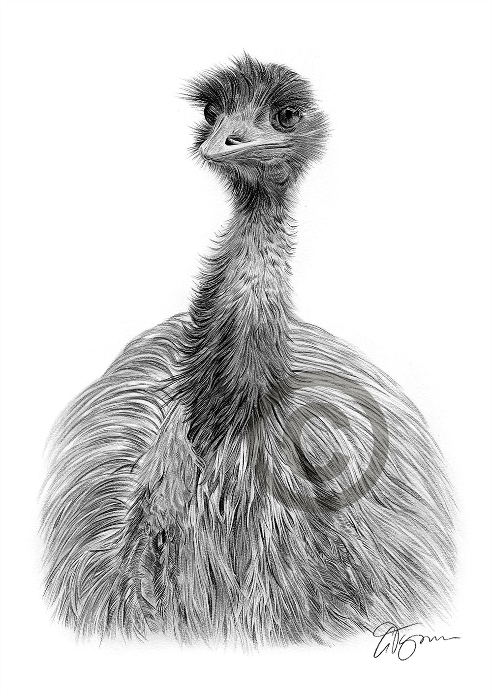 Pencil drawing of an emu Pencil drawing of an emu by artist Gary Tymon
