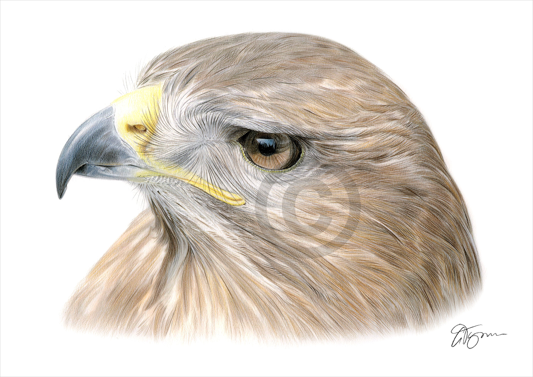 Pencil drawing of a golden eagle in colour Pencil drawing of a golden eagle in colour by artist Gary Tymon