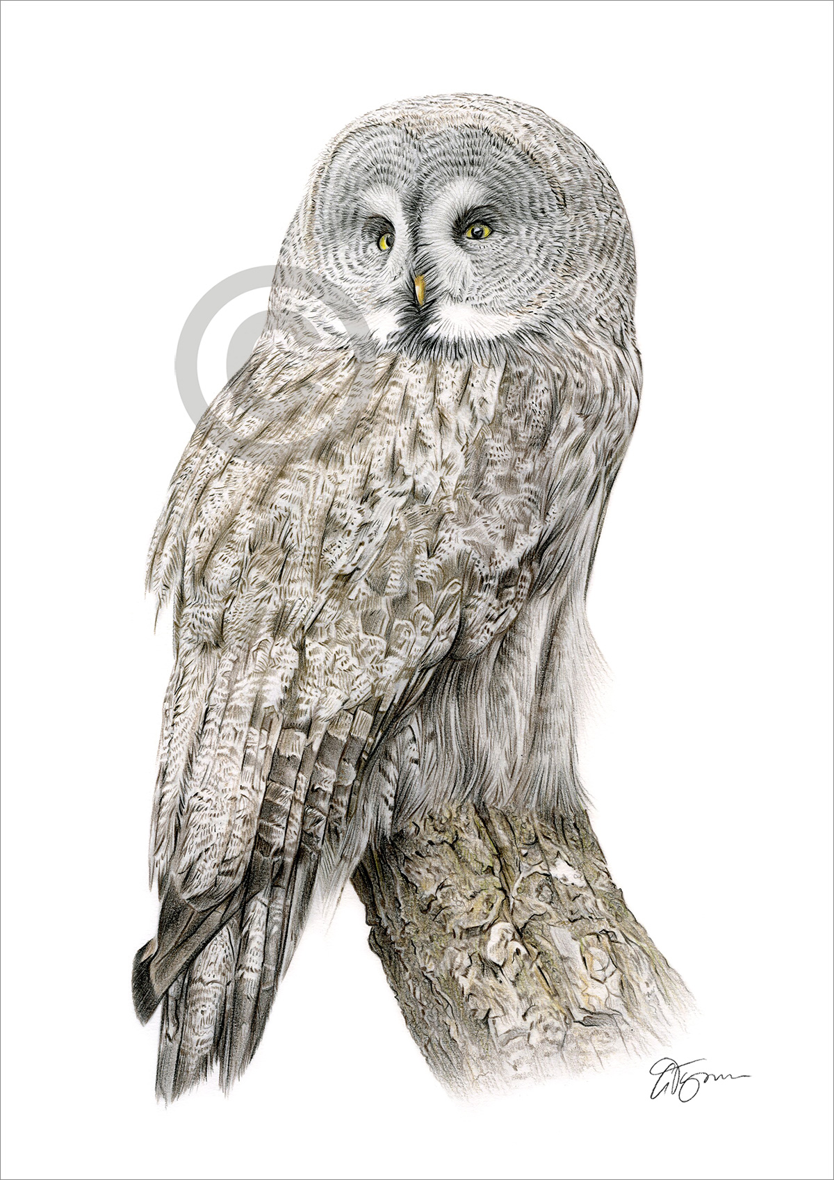 Pencil drawing of a great grey owl in colour Pencil drawing of a great grey owl in colour by artist Gary Tymon