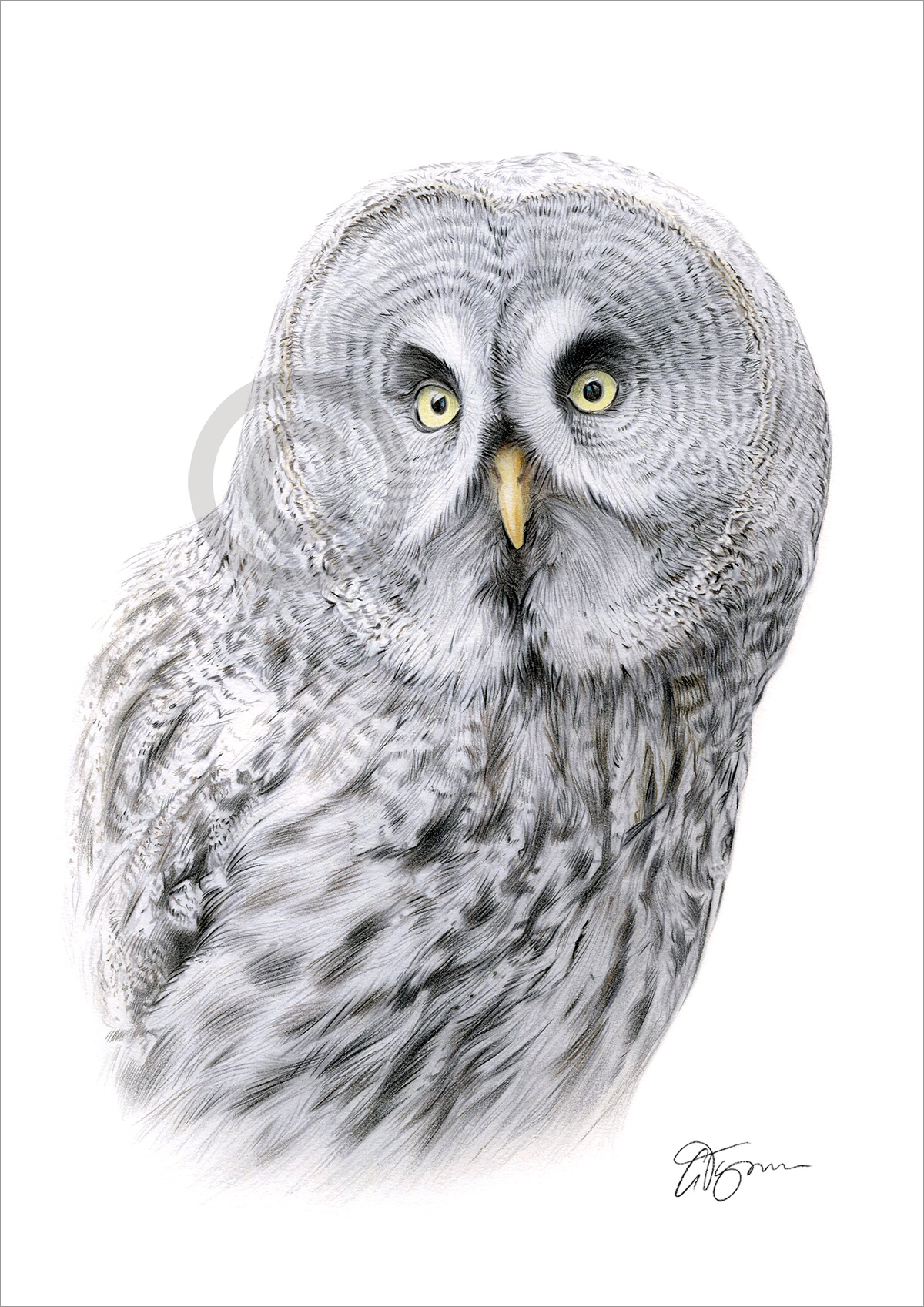 Colour pencil drawing of a great grey owl in portrait by artist Gary Tymon