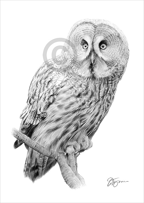 Pencil drawing of a great grey owl