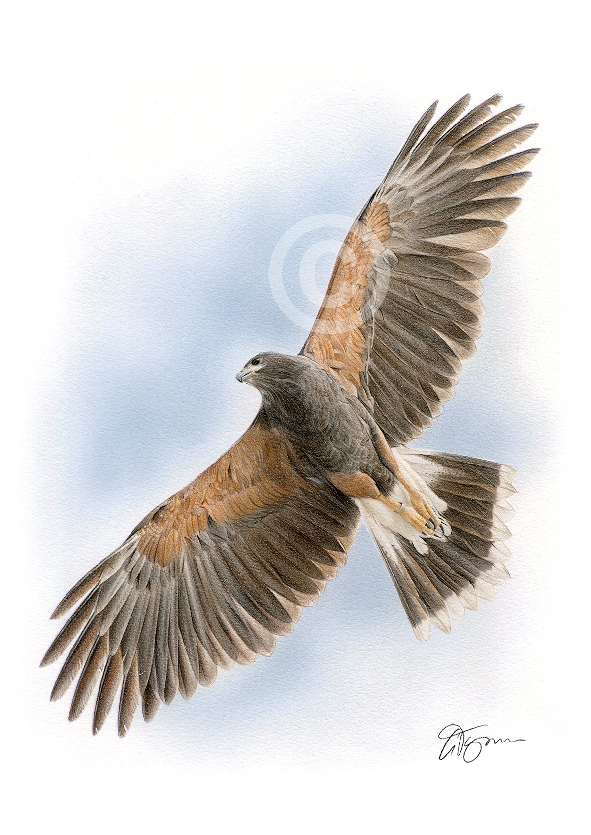 Pencil drawing of a harris hawk Pencil drawing of a harris hawk by artist Gary Tymon