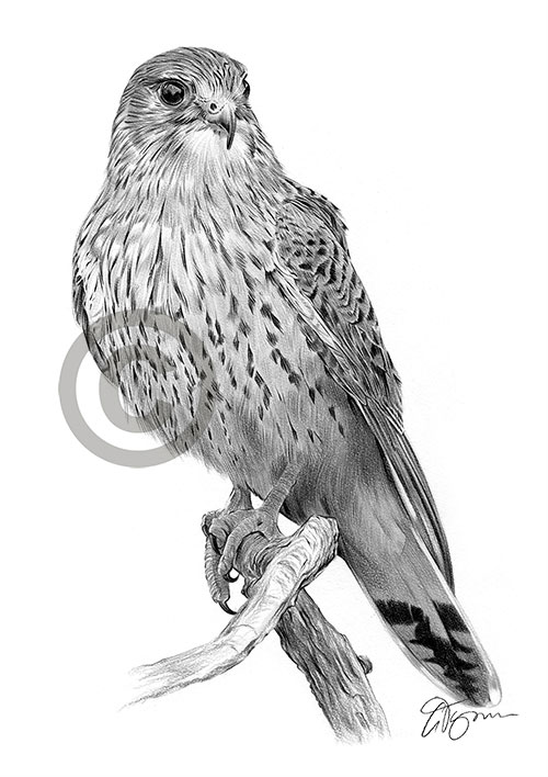Pencil drawing of a kestrel