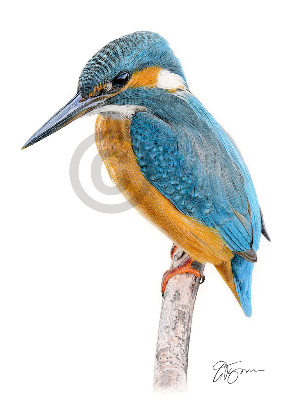Pencil drawing of a kingfisher in colour Pencil drawing of a kingfisher in colour by artist Gary Tymon