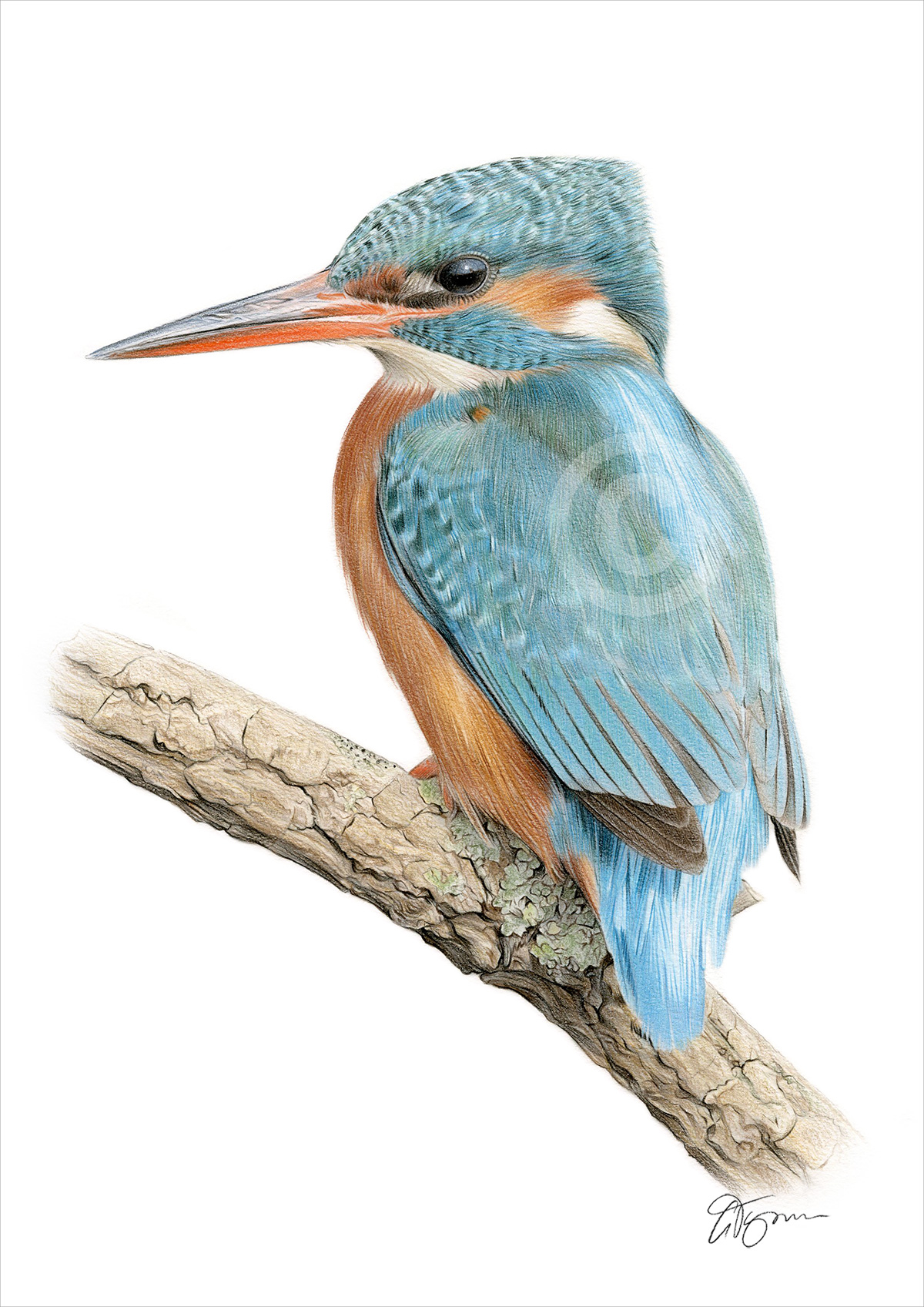 Pencil drawing of a kingfisher bird in colour Pencil drawing of a kingfisher bird in colour by artist Gary Tymon
