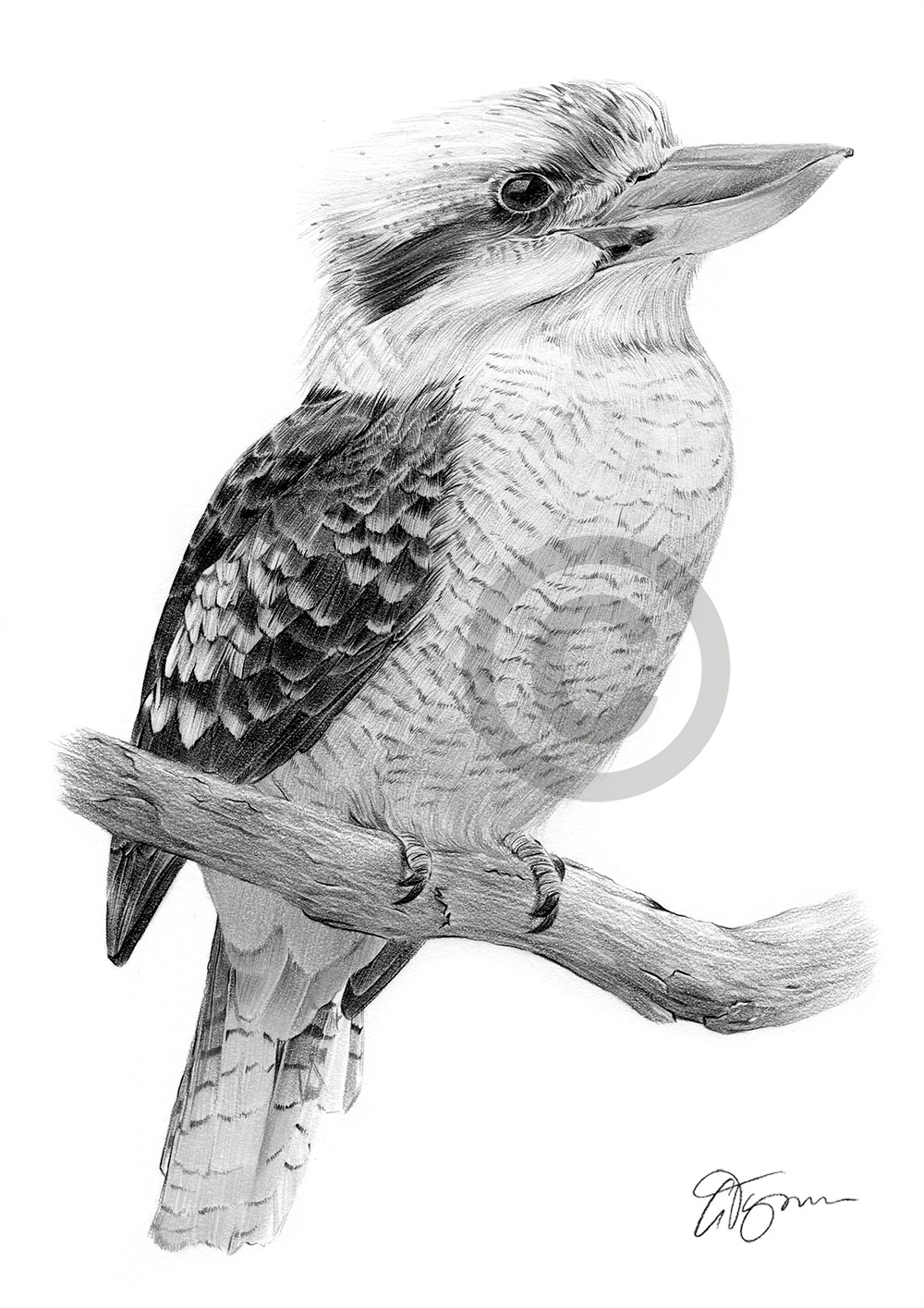 Pencil drawing of a kookaburra Pencil drawing of a kookaburra by artist Gary Tymon