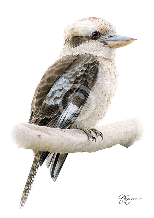 Pencil drawing of a kookaburra in colour