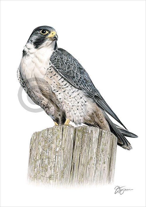 Pencil drawing of a peregrine falcon