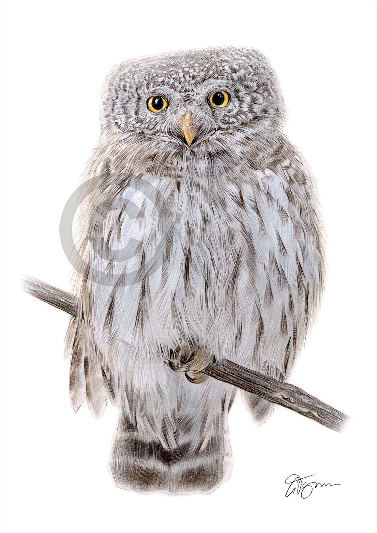 Pencil drawing of a pygmy owl Pencil drawing of a pygmy owl by artist Gary Tymon