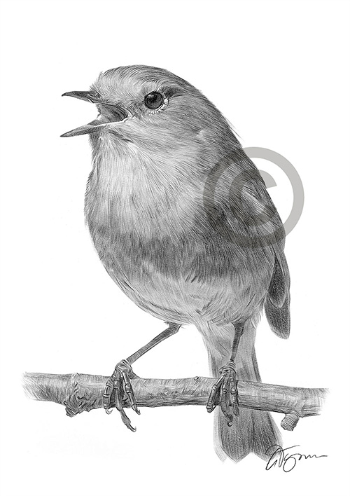 Pencil drawing of a robin redbreast