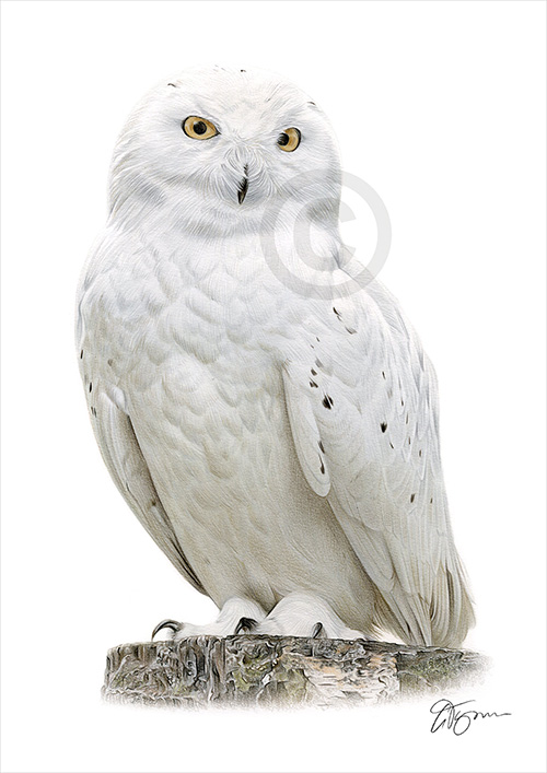 Pencil drawing of a snowy owl in colour