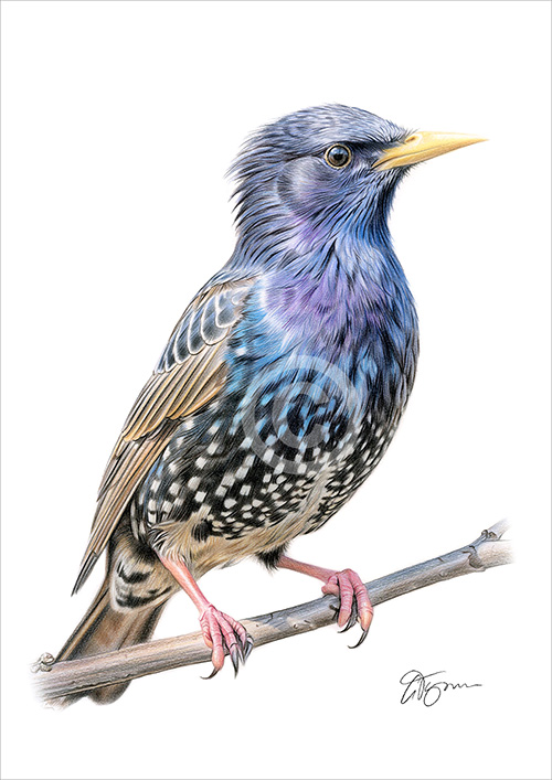 Pencil drawing of a starling