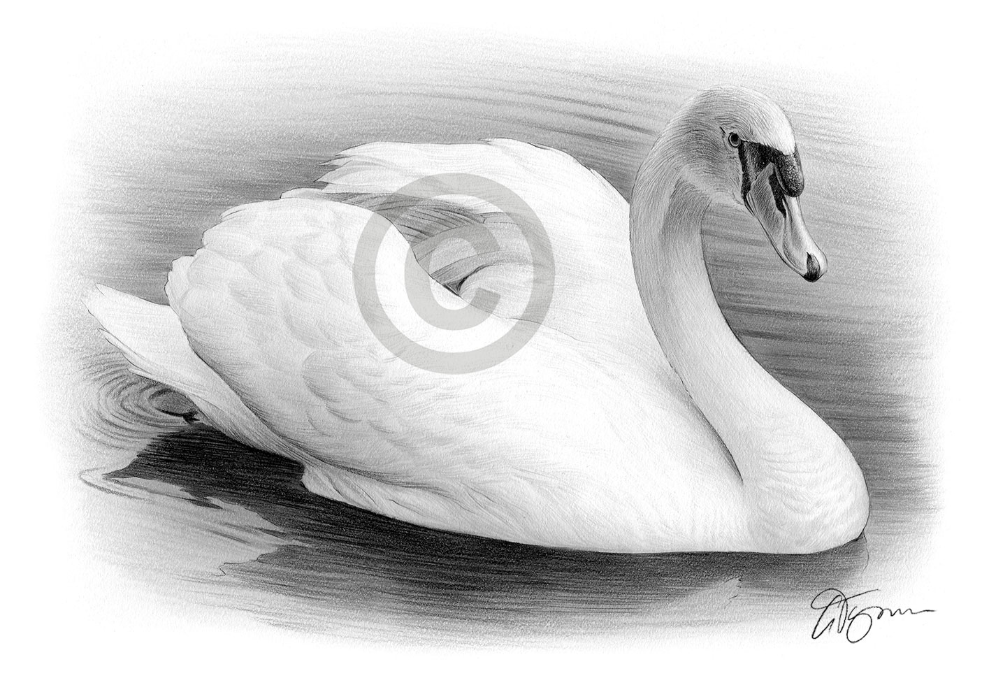 Pencil drawing of a swan Pencil drawing of a swan by artist Gary Tymon