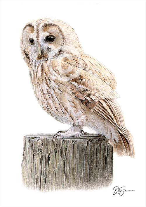 Pencil drawing of a tawny owl in colour