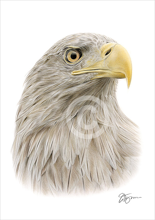 Pencil drawing of a white-tailed eagle