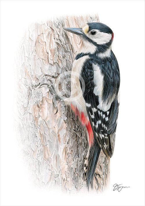 Pencil drawing of a woodpecker