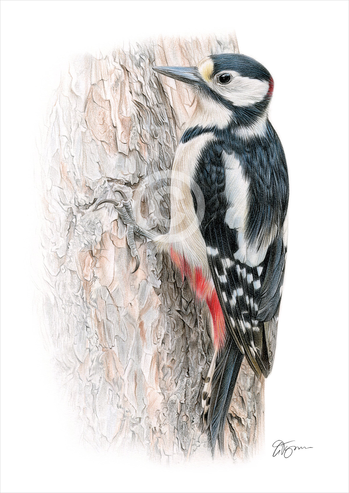 Pencil drawing of a great spotted woodpecker Pencil drawing of a great spotted woodpecker by artist Gary Tymon