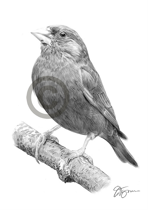 Pencil drawing of a greenfinch