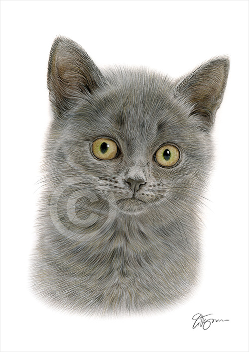 Pencil drawing of a kitten in colour