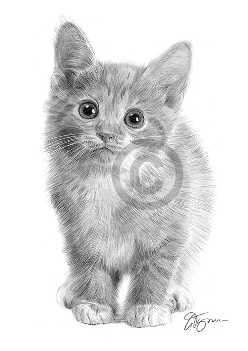 Pencil drawing portrait of a kitten